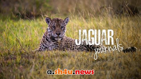 مسلسل Jaguar Journals الموسم الاول الحلقة 5 مترجمة - نهاية الموسم