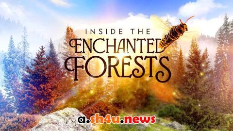 مسلسل Inside the Enchanted Forests الموسم الاول الحلقة 3 مترجمة