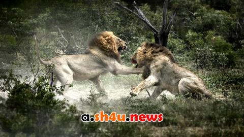 فيلم Brothers in Blood: The Lions of Sabi Sand 2015 مترجم – HD