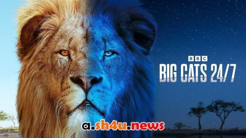 مسلسل Big Cats 24/7 الموسم الاول الحلقة 2 مترجمة